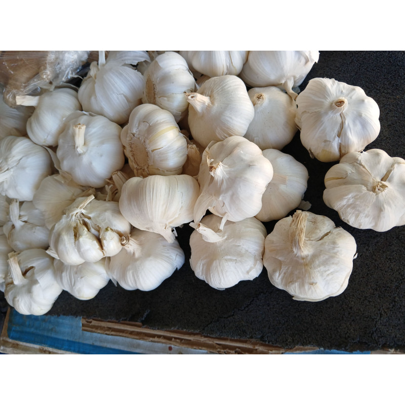 Garlic
