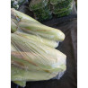 Maize / Corn