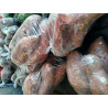 Sweet Potatoes