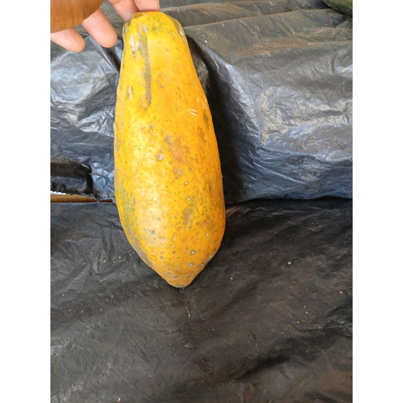 Papaya (per piece)