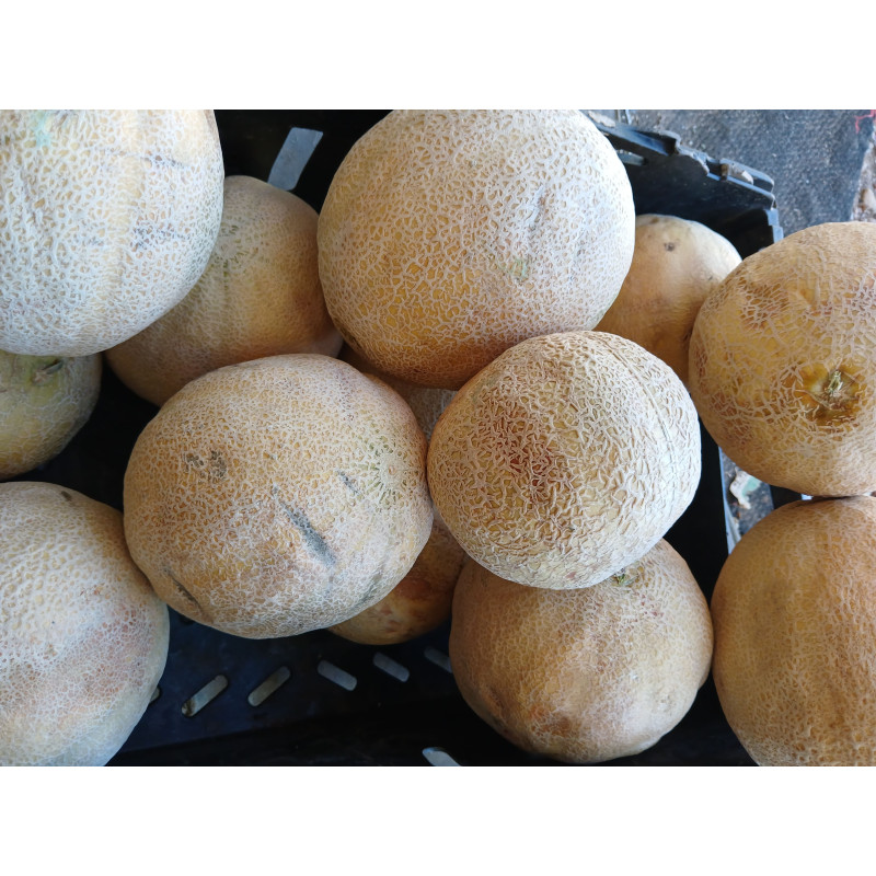 Cantaloupe Melon (per piece)