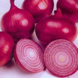 Red Onion